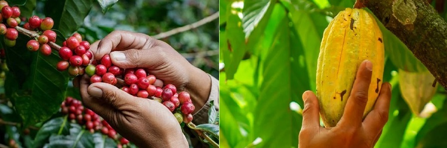 Зачем кофе и какао поменялись жилплощадью? Зачем кофе и какао поменялись жилплощадью?