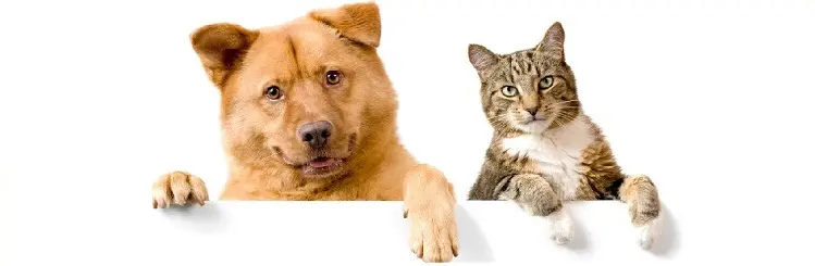Кошки или собаки?